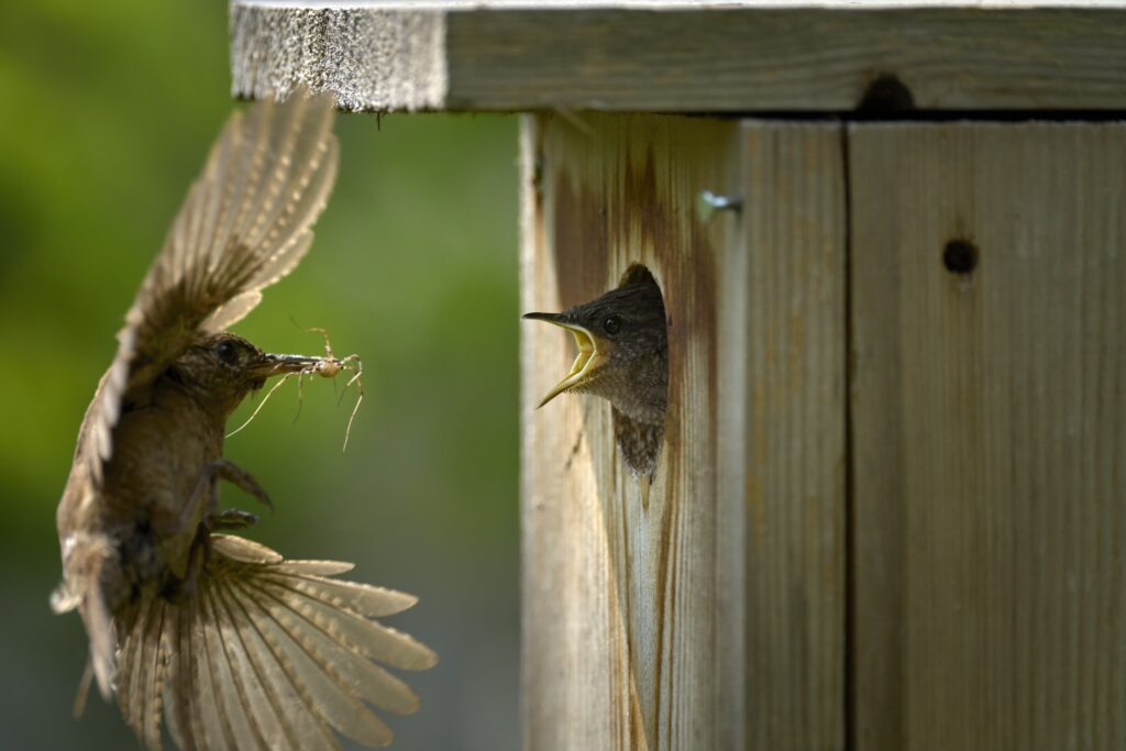 House wren flying to a wooden birdhouse with a spider in its beak, while a hungry chick waits at the entrance, photographed in June 2023 in Chester County, PA.